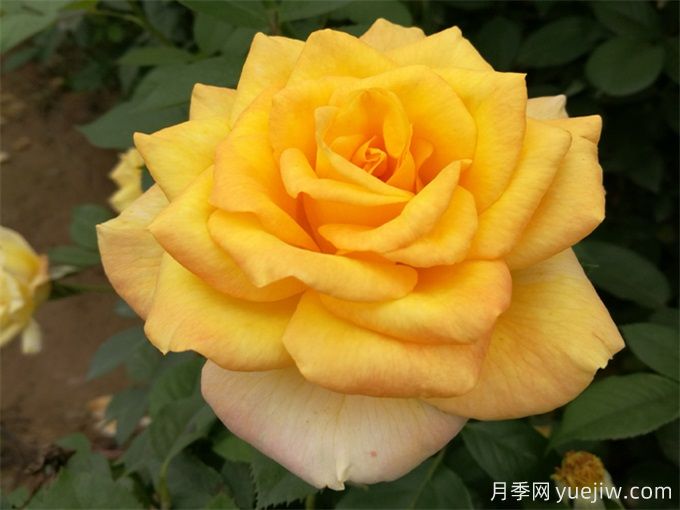 室內(nèi)如何養(yǎng)月季？掌室內(nèi)養(yǎng)花也能爆盆(圖1)