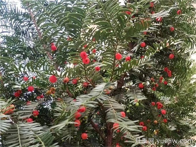 傳說抗癌能力***強(qiáng)的十大植物(圖1)
