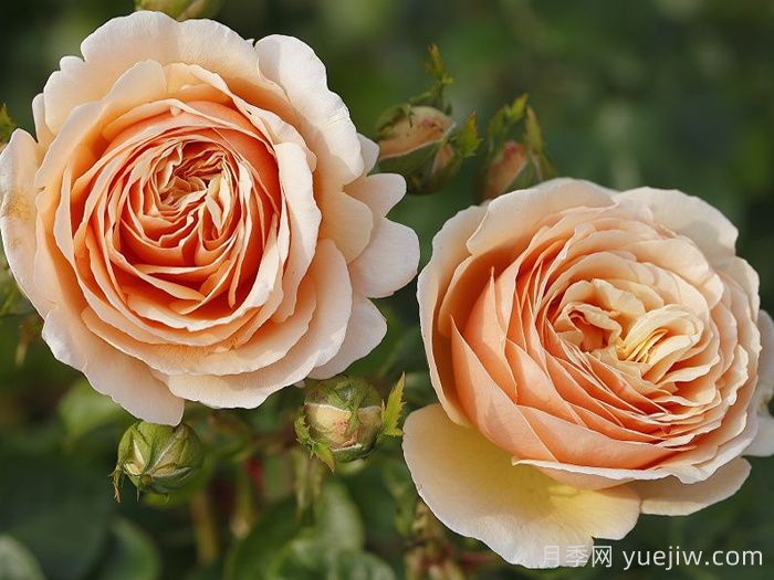 丹陶百香果月季介紹，有美妙香氣的切花月季(圖1)