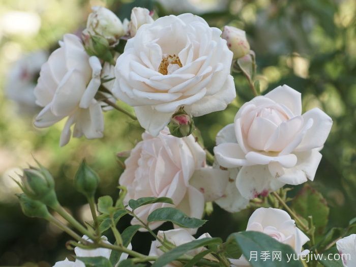 瑪婷吉洛月季介紹，適應(yīng)性強(qiáng)，香味宜人(圖1)