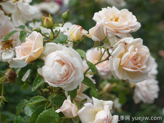 瑪婷吉洛月季介紹，適應(yīng)性強(qiáng)，香味宜人(圖2)
