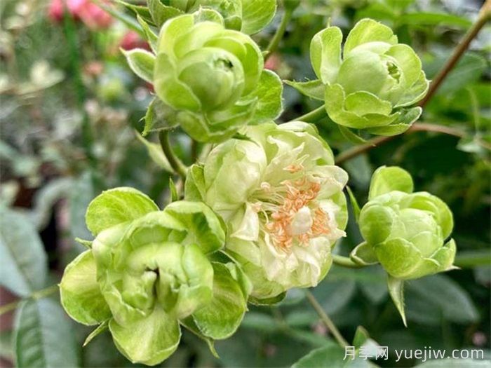 閃電月季，超級勤花的綠花微月(圖1)
