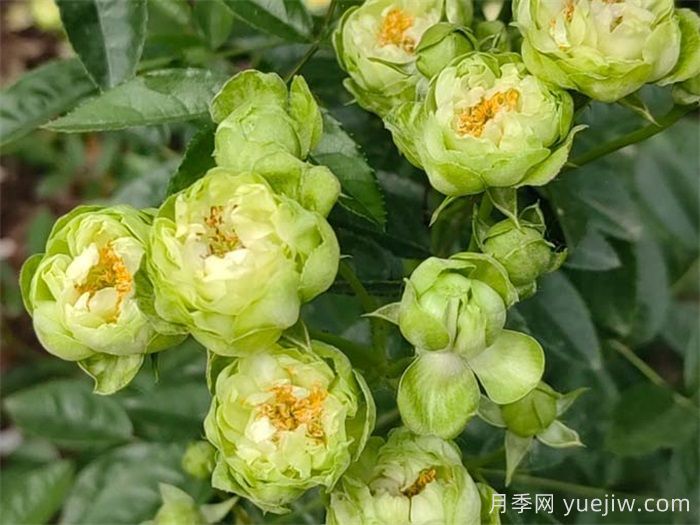 閃電月季，超級勤花的綠花微月(圖2)