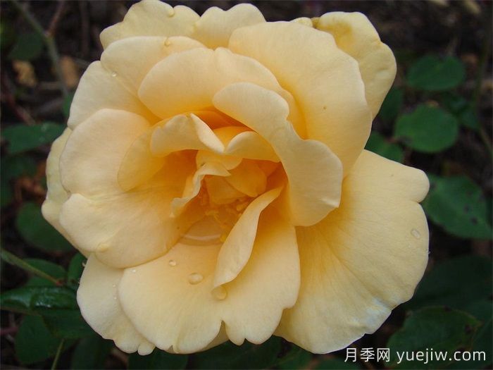 希林頓夫人月季，百年經(jīng)典灌木月季(圖1)