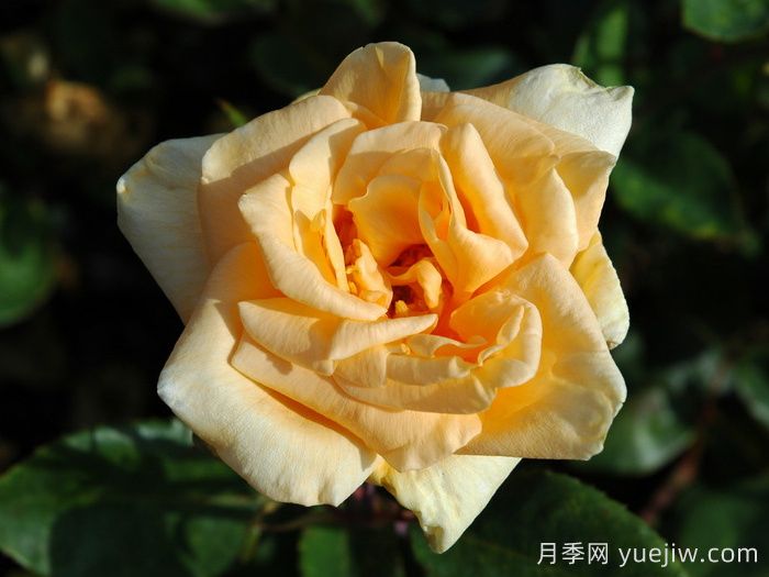 希林頓夫人月季，百年經(jīng)典灌木月季(圖2)