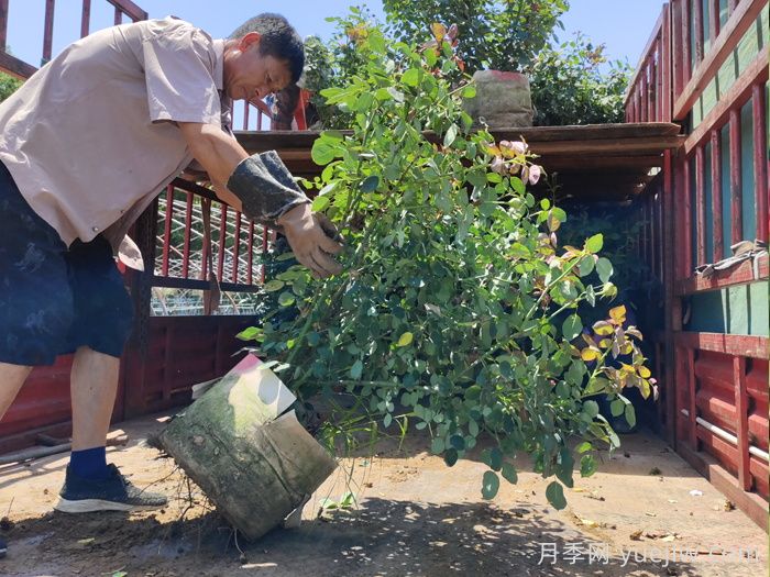 月季出秋筍，教你兩個(gè)月養(yǎng)成大壯枝(圖1)