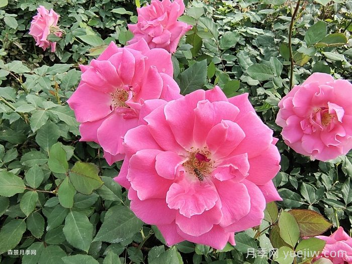 月季開花期，停肥是什么操作？(圖1)