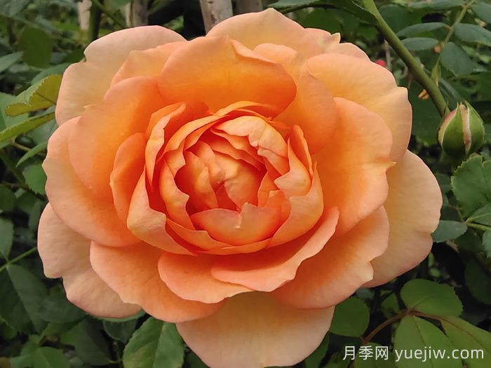 夏洛特夫人月季介紹及優(yōu)缺點(diǎn)?(圖1)