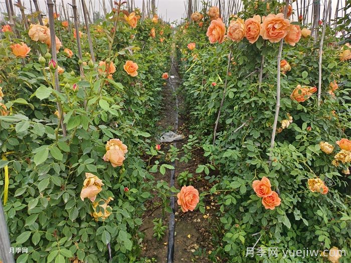 夏洛特夫人月季介紹及優(yōu)缺點(diǎn)?(圖2)