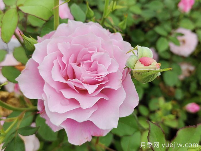 月季花不對版是什么意思？(圖1)