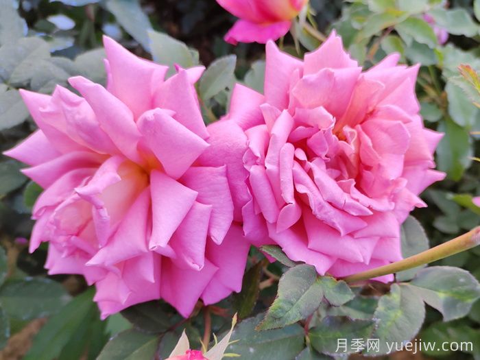 月季花開得丑是不對版嗎?？(圖1)