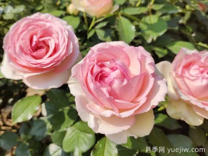 龍沙寶石月季一年能開幾次花？(圖1)