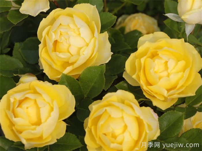 月季多久開(kāi)一次花？推薦8個(gè)長(zhǎng)期賞花的品種(圖2)
