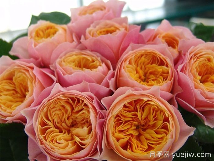 月季多久開(kāi)一次花？推薦8個(gè)長(zhǎng)期賞花的品種(圖4)