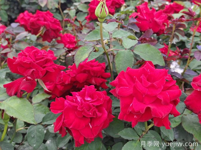 酒泉阿克塞：萬(wàn)紫千紅扮靚街頭，繪就城市生態(tài)畫卷 (圖1)