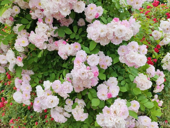 玫瑰、月季、薔薇怎么區(qū)分？你認(rèn)識(shí)真正的月季花嗎？(圖1)