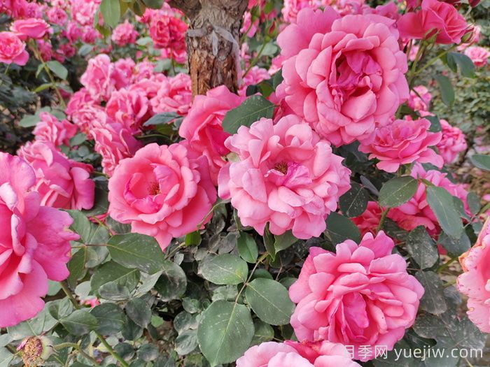 玫瑰、月季、薔薇怎么區(qū)分？你認(rèn)識(shí)真正的月季花嗎？(圖2)