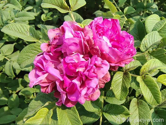 玫瑰、月季、薔薇怎么區(qū)分？你認(rèn)識(shí)真正的月季花嗎？(圖3)