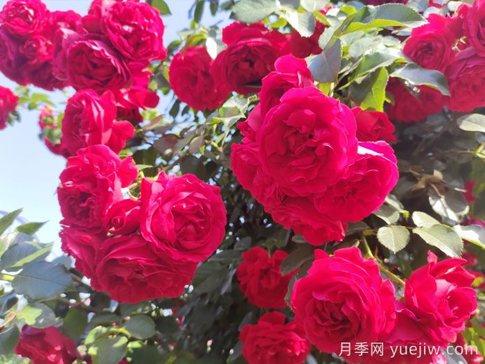 8種高顏值又好養(yǎng)的月季花，唯美驚艷(圖2)