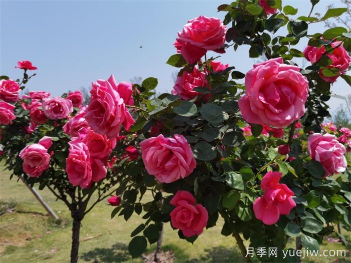 涼山西昌：春日浪漫，比碗口大的月季花你見過嗎？(圖2)