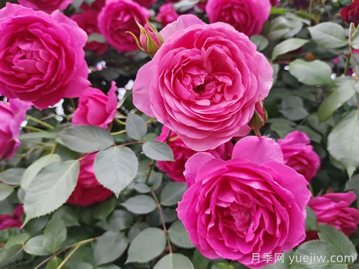 花期長且好養(yǎng)的月季有哪些？必備6個(gè)(圖3)