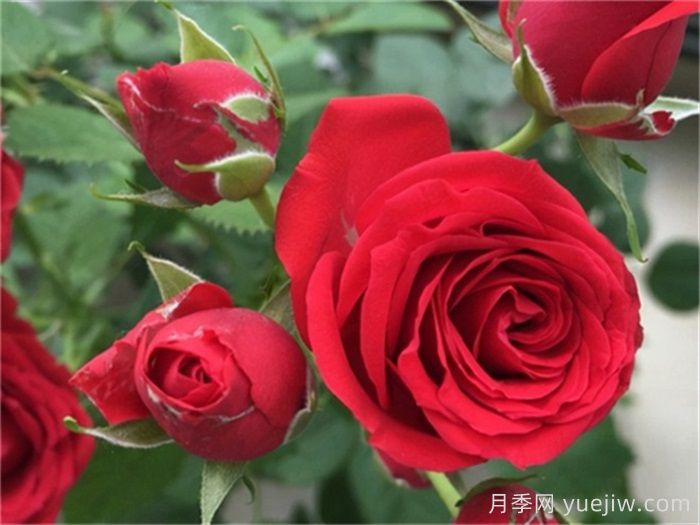 適合陽臺養(yǎng)護的月季品種，附養(yǎng)護要點(圖2)