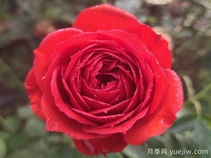 經(jīng)典中國(guó)紅！20種紅色月季推薦(圖1)