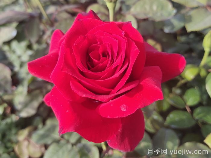 經(jīng)典中國(guó)紅！20種紅色月季推薦(圖2)