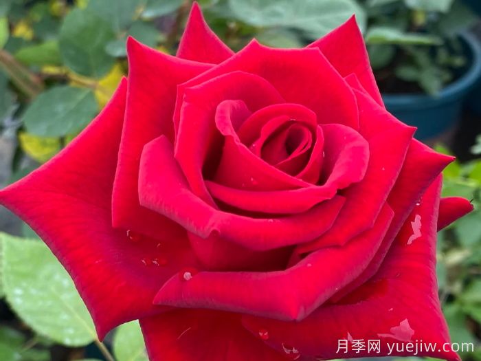 經(jīng)典中國(guó)紅！20種紅色月季推薦(圖7)