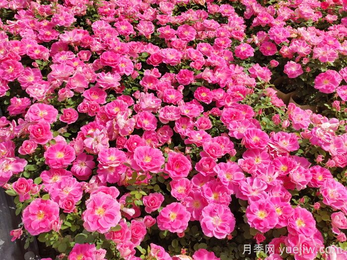 南陽(yáng)月季怒放時(shí)，月季分類你知道多少？(圖4)