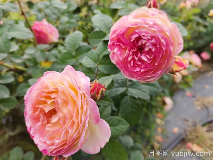 南陽(yáng)月季怒放時(shí)，月季分類你知道多少？(圖2)
