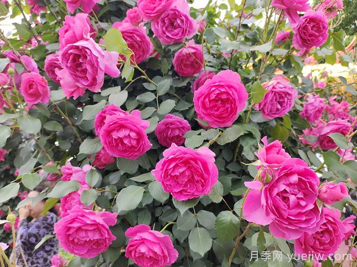 月季不開(kāi)花到底是為什么？月季爆花教程(圖1)