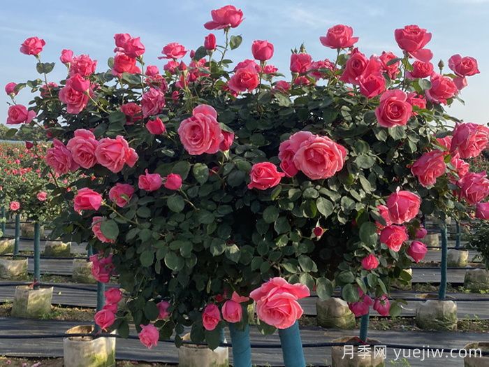 月季不開(kāi)花到底是為什么？月季爆花教程(圖2)