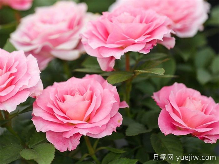 陽臺養(yǎng)月季，必備的三款粉色系月季(圖2)
