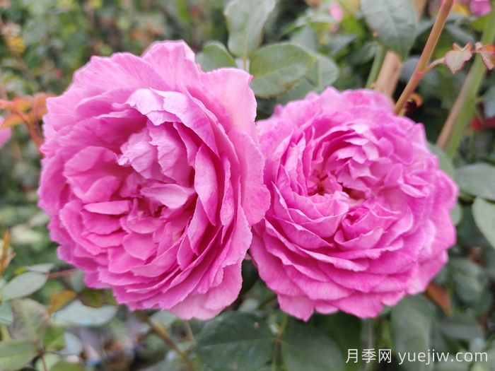 月季象征著怎樣的含義？(圖1)