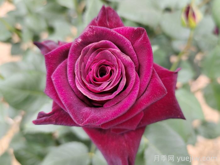 不同顏色月季花代表的含義？(圖1)