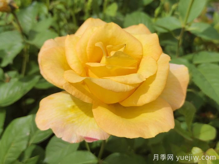 不同顏色月季花代表的含義？(圖3)