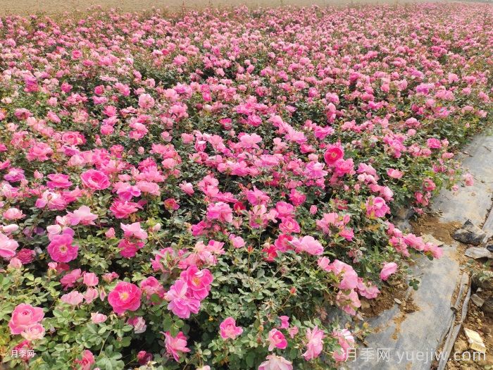 帶花苞的月季小苗，如何給它定植服盆？(圖2)