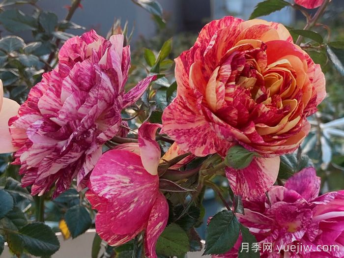 果汁飛濺月季為什么會(huì)出現(xiàn)返祖？(圖1)