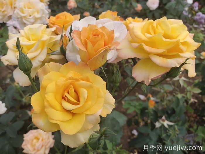 月季花品種會(huì)隨著時(shí)間發(fā)展而減少嗎？(圖1)