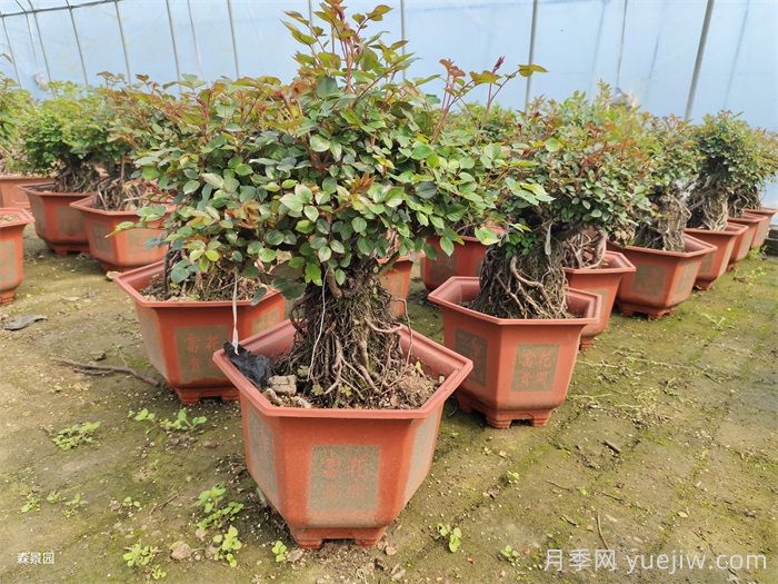 春天月季怎么管理開(kāi)花多？(圖3)
