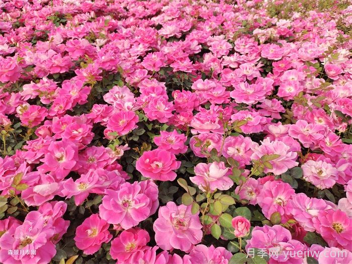 夏季月季幾天澆一次水？(圖1)