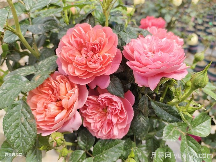 紅蘋(píng)果月季與紅色果汁月季有什么區(qū)別？(圖2)