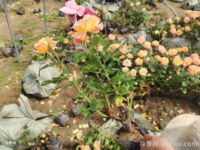 澳州黃金月季有什么優(yōu)點？值得入手嗎？(圖2)