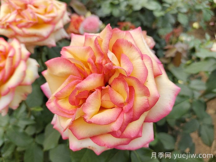想要月季多開花、花質(zhì)好？學(xué)會(huì)這三點(diǎn)(圖1)