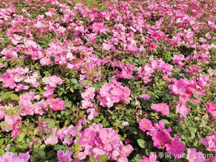 想要月季多開花、花質(zhì)好？學(xué)會(huì)這三點(diǎn)(圖2)