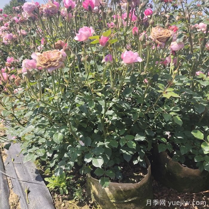 月季花期為什么有長(zhǎng)有短？(圖2)
