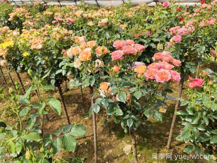 多色棒棒糖，讓一株月季開出多色花(圖1)