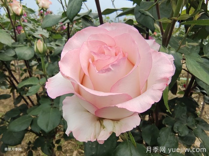 愛莎玫瑰和艾莎月季有什么區(qū)別？(圖1)