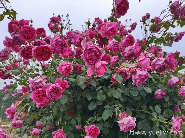 月季有紅蜘蛛用什么藥防治效果好？(圖1)